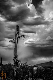 Lone Saguaro
