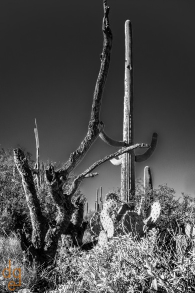 Saguaros in the Rincons-2
