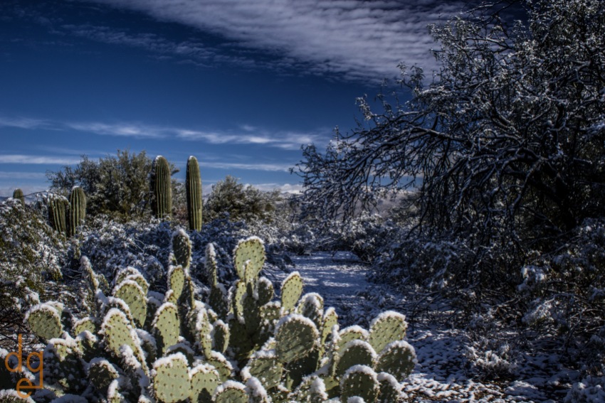 Snow in Saguaro National Park, Tucson, AZ.